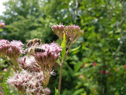 Bienen auf Blumen