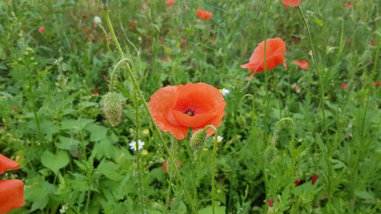 Wiese mit Mohn