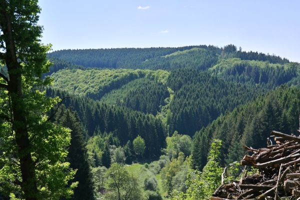 Wald