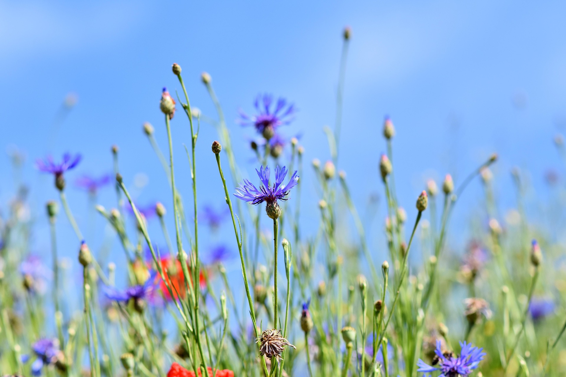 Wiese mit verschiedenen Blumen (bunt)