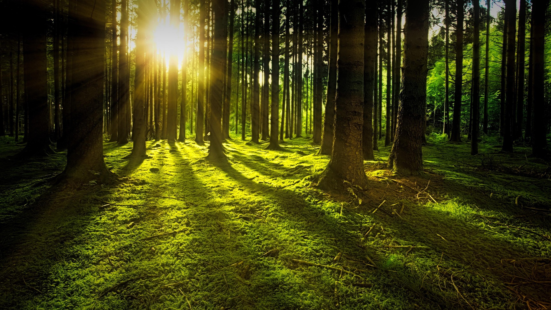 Wald, Sonne scheint zwischen den Bäumen durch